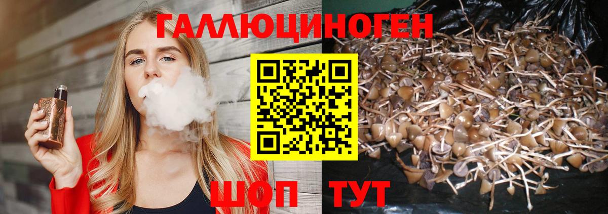 Псилоцибиновые грибы Psilocybe Электрогорск